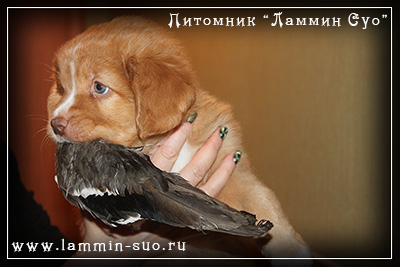 купить щенка толлера в Санкт-Петербурге