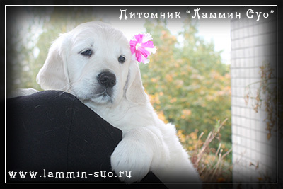 купить щенка золотистого ретривера в СПб