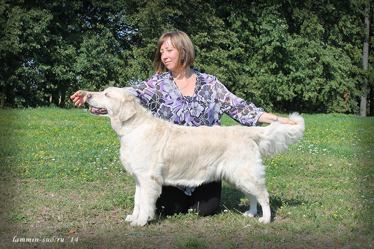 Ambergold  GK Canzone Con Amore, 10.5 years