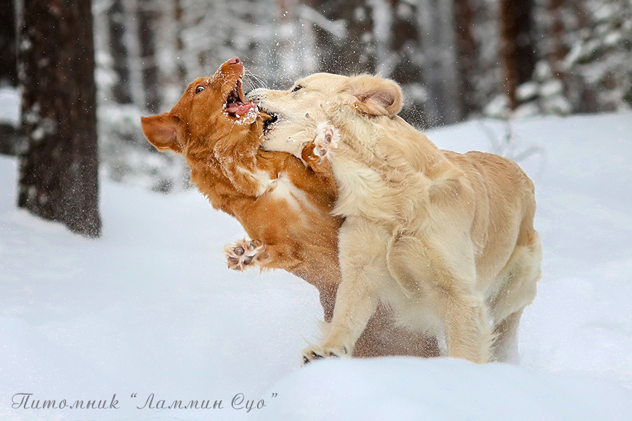 ���������� �������� ��������������� ��������