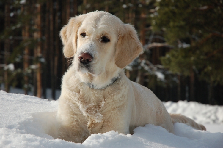 Lammin Suo Belle Fleur, 2 years