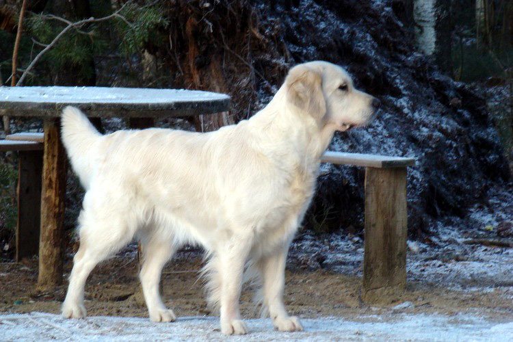 Lammin Suo Versilia, 3.5 years