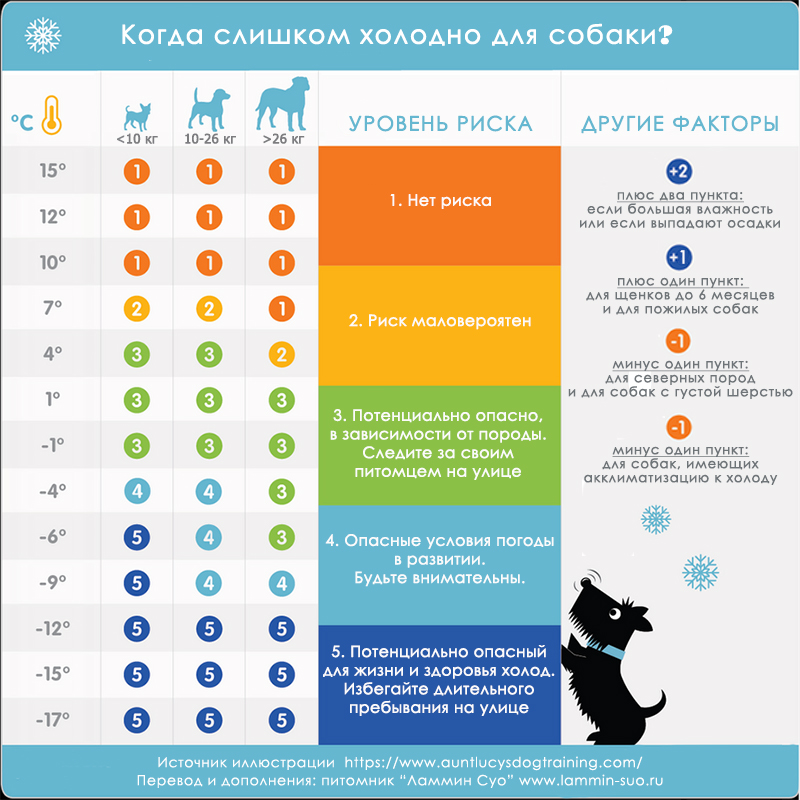 нужна ли собаке утепленная одежда