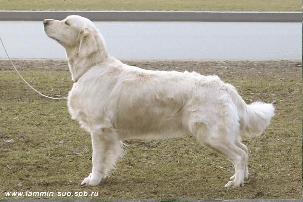 Ch Ambergold GK Canzone Con Amore