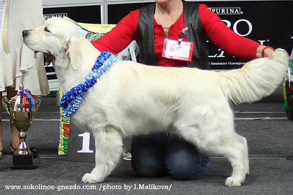 Ch Ashbury Highlander