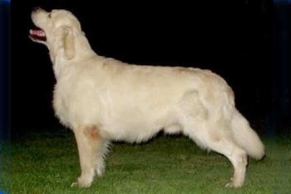 Koriander v.d. Beerse_Hoeve