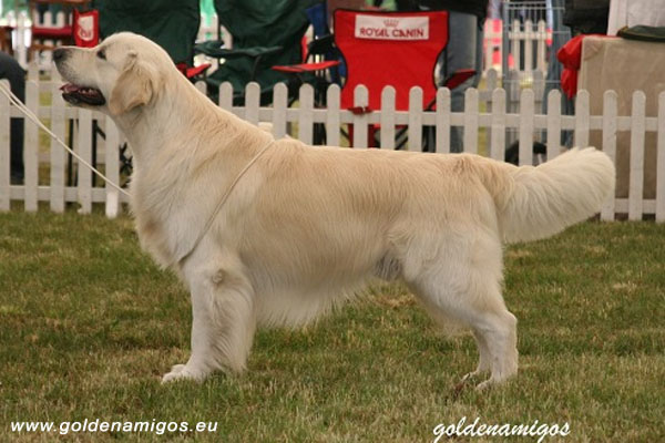Int Ch Nenuoramos My Marchello