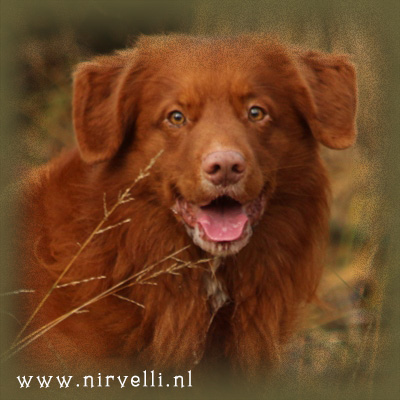 Ch Alliance De La Vie Rubra Canis Nolan