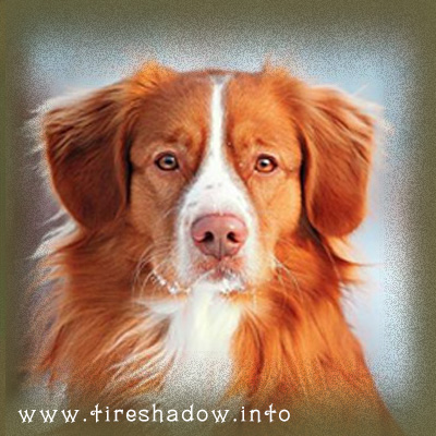 Int Ch Fire Shadow Trenton