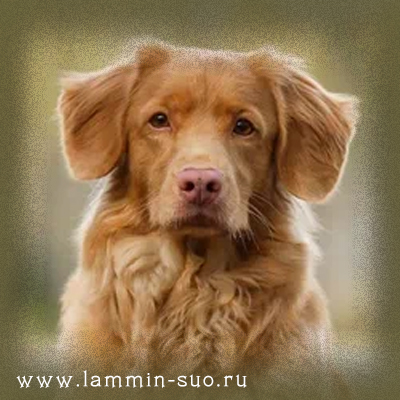 Ch Lammin Suo Olive Blossom