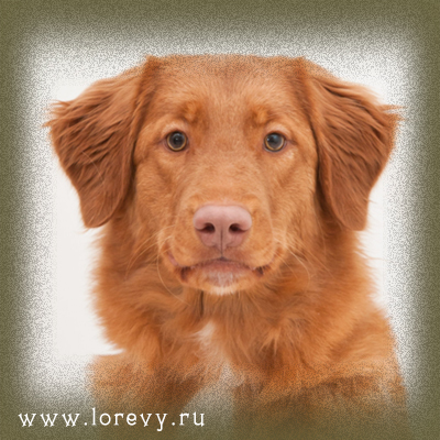 Ch Littleriver's Luba for Lorevy