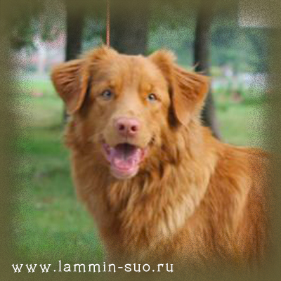 Ch Lorevy Tsaritsa Tamara