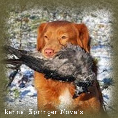 Ch Springer Nova's Leo Tuffsson