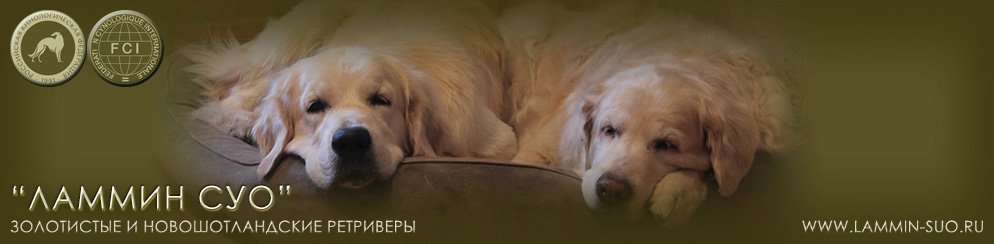 ����-���� ������ ���