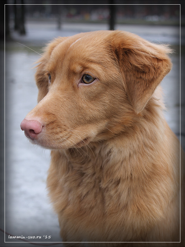 Lorevy Janetta Duck Hunter, 13 months