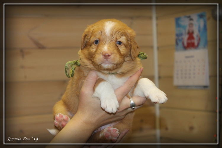 4 week. Male, Khaki