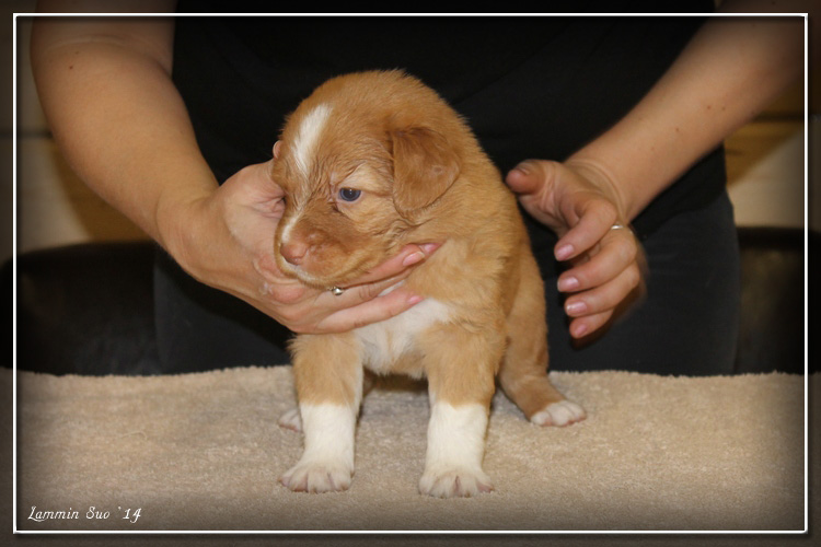 4 week. Male, Khaki